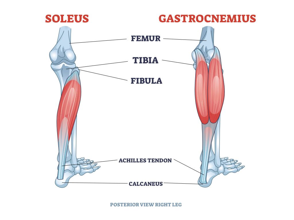 Gastrocnemius And Soleus Muscles