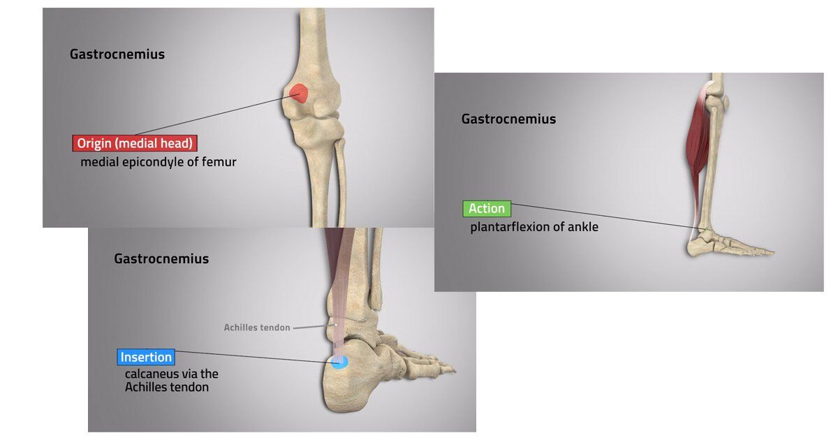 Simplifying Muscle Origin Insertion And Action 3D Muscle Lab