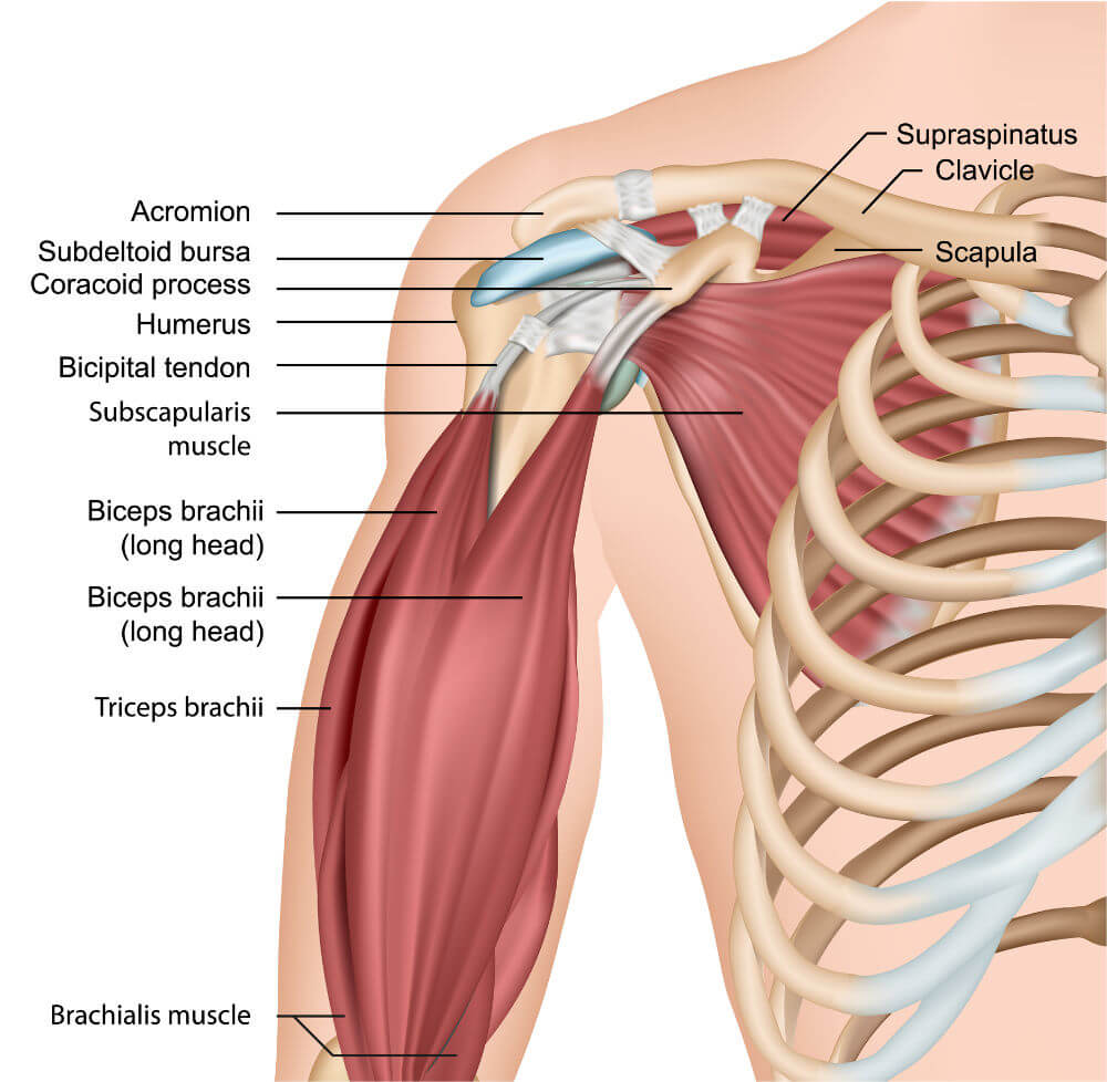 Rotator Cuff Muscles And Movement 3D Muscle Lab