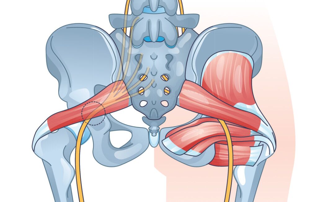 Lateral rotators of the hip discount