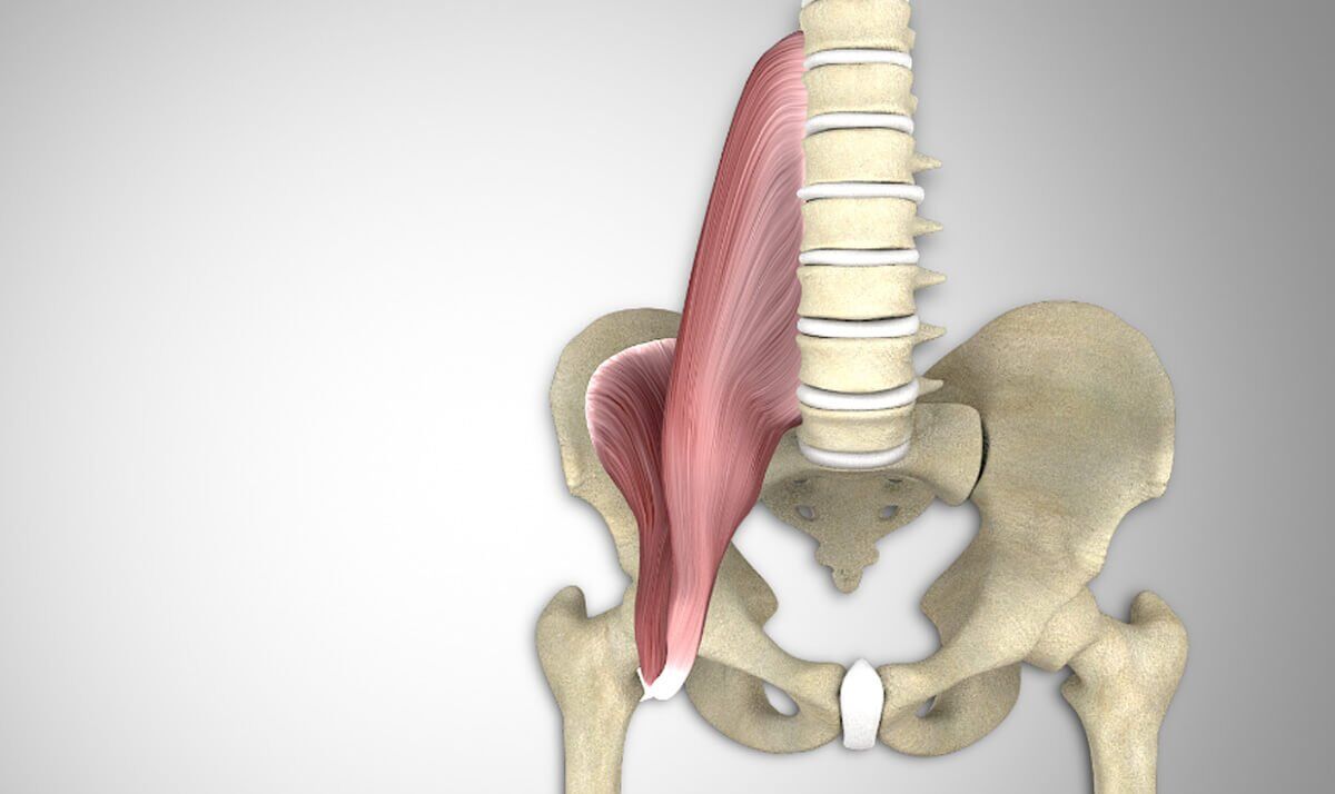 Palpating Your Iliopsoas Muscle | 3D Muscle Lab