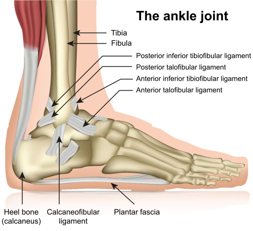 Exploring The Ankle Joint | 3D Muscle Lab